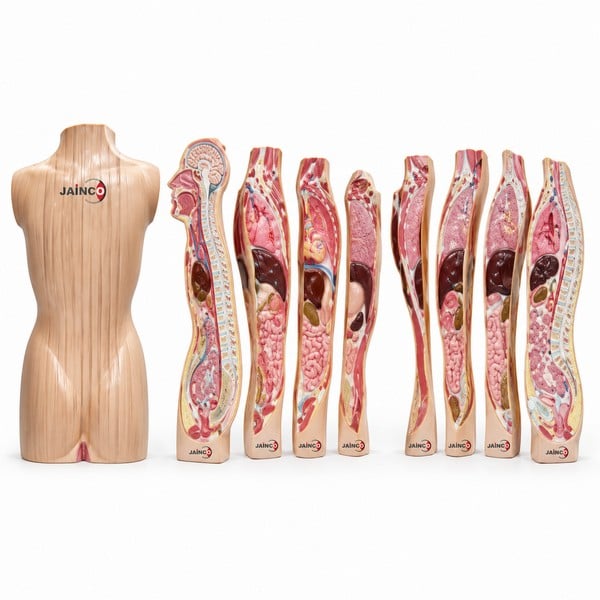 Human Torso Vertical Shears